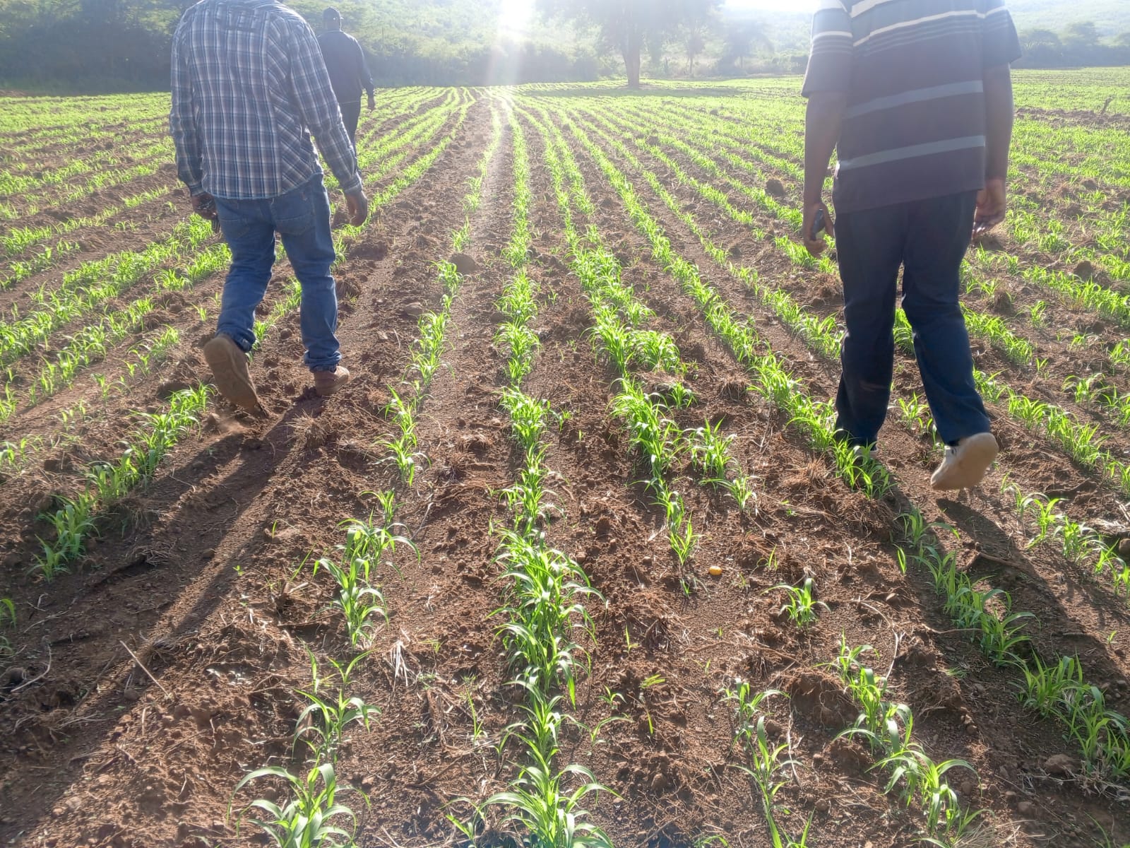 Byramold sorghum farming operations